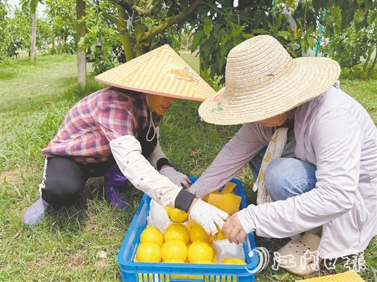 新一蓮塘生態(tài)園是三合鎮(zhèn)重點(diǎn)農(nóng)文旅項(xiàng)目之一，園內(nèi)黃晶果上市。
