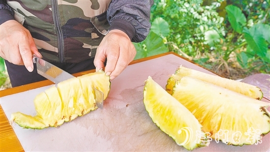 “黃金龍”鳳梨?zhèn)€頭大，果肉香甜爽脆、汁水豐富，實(shí)測糖度為14度。