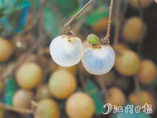 云鄉(xiāng)儲良龍眼有著果大肉厚、清甜爽脆的特點(diǎn)。