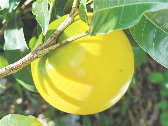 成熟的黃晶果外觀色澤金黃。