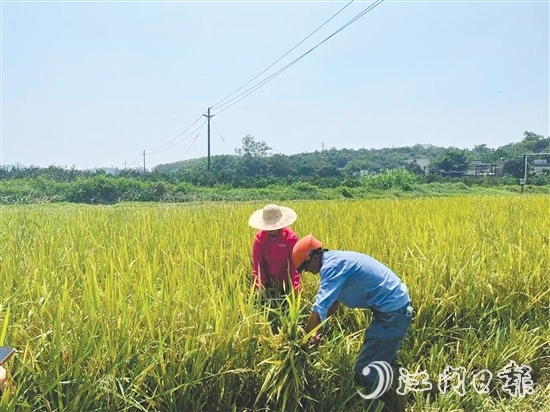 工作人員對(duì)水稻進(jìn)行抽樣測(cè)產(chǎn)。