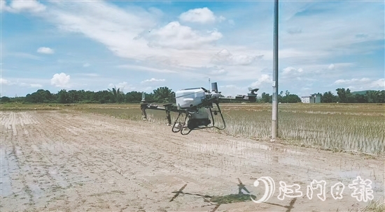 工作人員利用無(wú)人機(jī)給插好秧苗的田塊施肥。