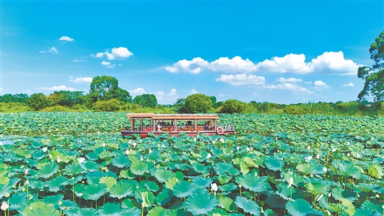 在江門古勞水鄉(xiāng)旅游區(qū)，乘船賞荷是暑假熱門項(xiàng)目之一。