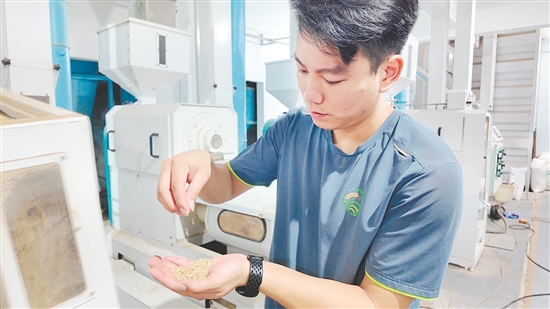 企業(yè)引入先進設(shè)備加工生產(chǎn)大米。