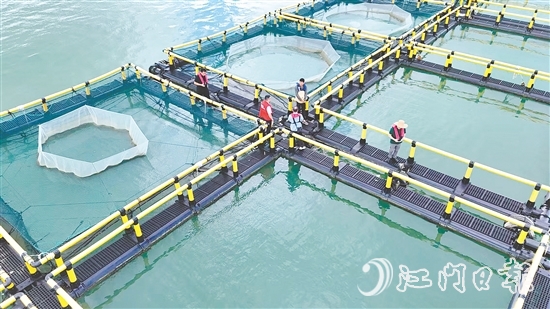 臺風到來前，江門人保財險理賠人員奔赴川島沿岸海洋牧場，勘察安全隱患。