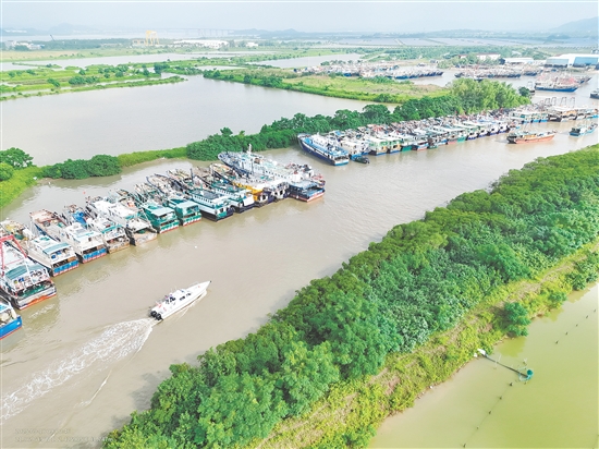 昨天，臺(tái)山市橫山漁港停滿了回港避風(fēng)的漁船。