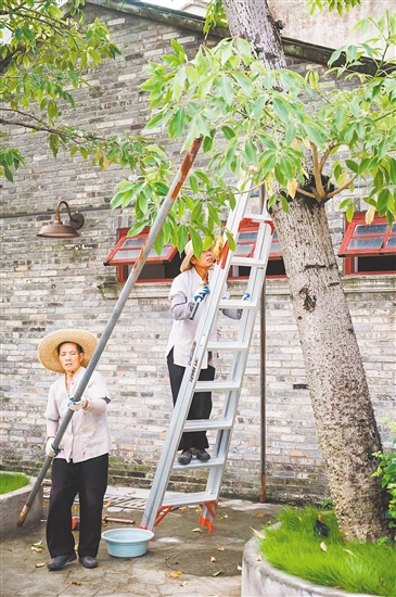 赤坎華僑古鎮(zhèn)積極部署，對(duì)園區(qū)內(nèi)的大量文物古跡和古樹(shù)進(jìn)行加固。景區(qū)供圖