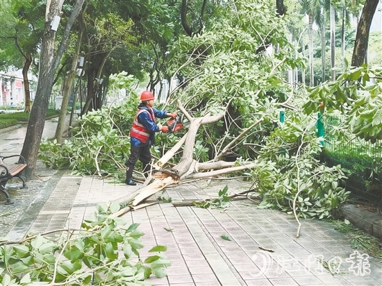 發(fā)現(xiàn)樹木折枝、倒伏后，城管工作人員緊急開展樹木排險排障工作，全力消除險情，保障道路通行安全。