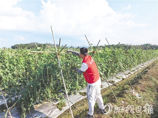 江門陽光農(nóng)險(xiǎn)工作人員指導(dǎo)農(nóng)戶做好田間排水、加固農(nóng)業(yè)設(shè)施等準(zhǔn)備。