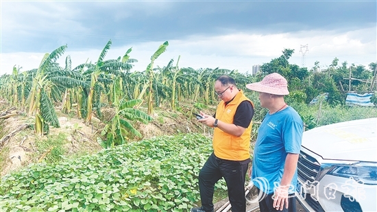 平安財(cái)險(xiǎn)的工作人員利用無人機(jī)為潘鏡超的香蕉種植場航拍定損。