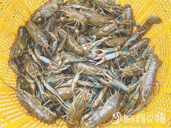 澳洲藍龍蝦肉質(zhì)緊實，生猛鮮美，屬于較高端的水產(chǎn)品。