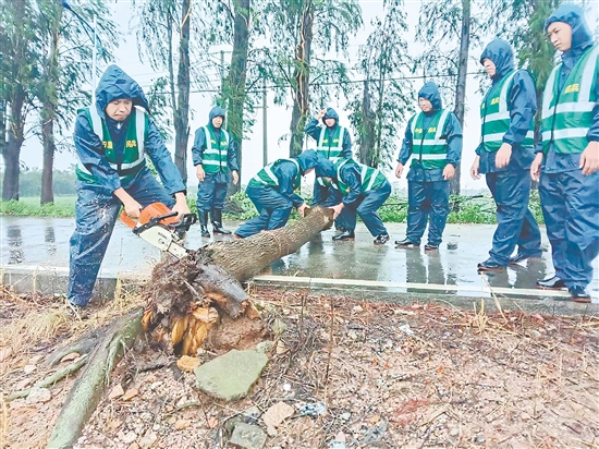 臺(tái)山民兵沉著應(yīng)對(duì)臺(tái)風(fēng)帶來的挑戰(zhàn)，全力投入風(fēng)后路面清理排查工作。
