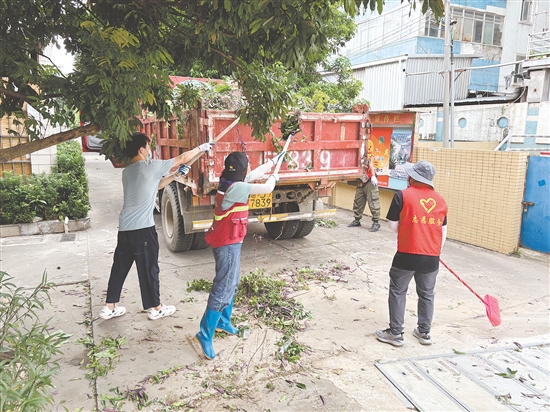 蓬江區(qū)在環(huán)市街道里村社區(qū)舊村片區(qū)開展攻堅(jiān)行動(dòng)。圖為環(huán)境整治組工作人員清理野生綠植。任佳燕
