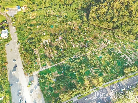 整改前：溫泉路西門花苑一帶閑置用地被附近居民“圈地”種菜，是蚊蟲孳生高風險區(qū)。