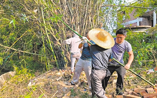 村民義工隊到藍田村小組清理竹林，為建設(shè)環(huán)村路騰出位置。