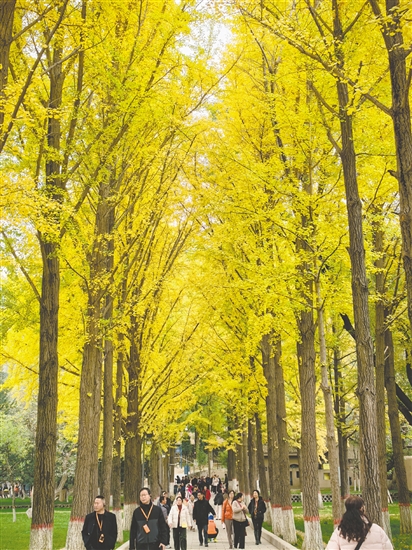 江門(mén)春秋國(guó)旅帶團(tuán)友到額濟(jì)納旗賞秋色。