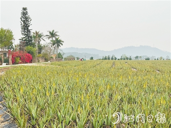 璦露德瑪蘆薈莊園作為臺(tái)山特色旅游景區(qū)，擁有優(yōu)美的自然風(fēng)光和獨(dú)特的蘆薈種植景觀。