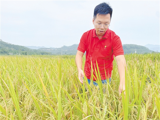盧藝文檢查水稻長勢。