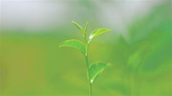 “恩露竹韻茶”茶葉嫩苗。