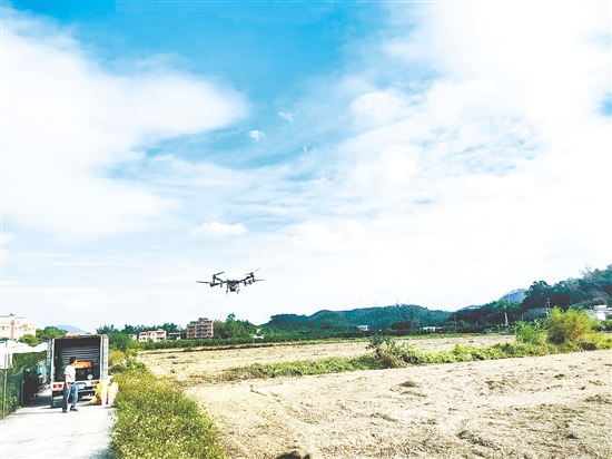 鶴山加快推進(jìn)2025年糧食冬種生產(chǎn)工作。圖為鶴山市供銷社開展植保無人機(jī)作業(yè)。