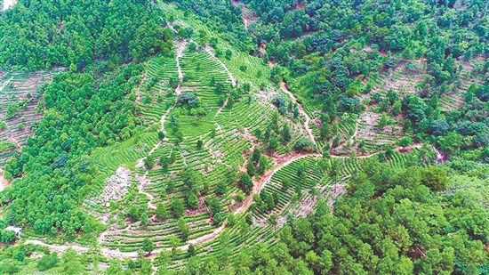 茶山之上，綠意盎然。