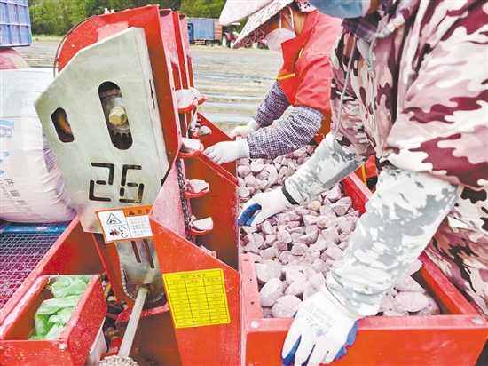 馬鈴薯種植已實(shí)現(xiàn)全程機(jī)械化。