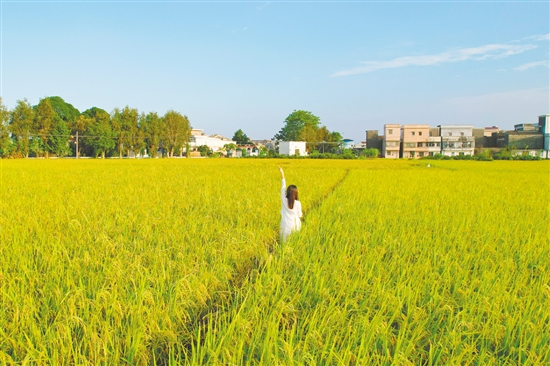 江門鄉(xiāng)村稻田鋪成金色畫卷，吸引不少游客打卡。