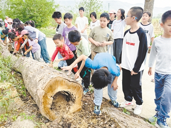 孩子們近距離觀察在臺風中“受傷”的樹木。