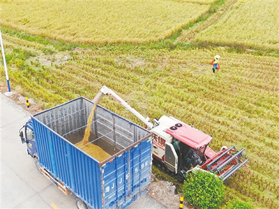 機械化收割省時省力。