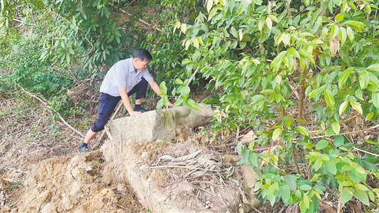 鶴山市文化廣電旅游體育局工作小組兩次進(jìn)山搜尋，終于在狀元山一側(cè)找到了在土坑中、被樹枝雜草覆蓋的“臥羊”。