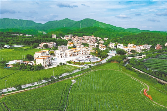 城西村是江門市重點(diǎn)支持建設(shè)的110個(gè)綠美鄉(xiāng)村示范村之一，2024年入選廣東省“百千萬工程”第二批典型村培育名單。