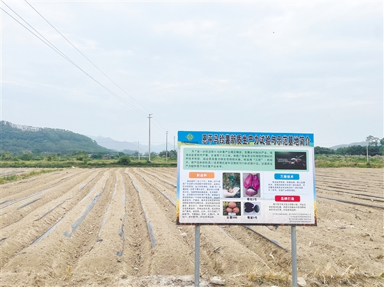 牛江鎮(zhèn)農(nóng)產(chǎn)品綜合服務(wù)站與省農(nóng)科院合作，對77個(gè)馬鈴薯品種進(jìn)行試種。