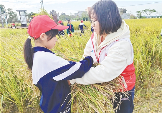 青少年和志愿者一起收割水稻，體驗(yàn)農(nóng)耕的艱辛。