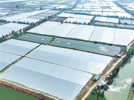 搭蝦棚是大鰲鎮(zhèn)水產(chǎn)養(yǎng)殖業(yè)延續(xù)20余年的傳統(tǒng)越冬“法寶”。