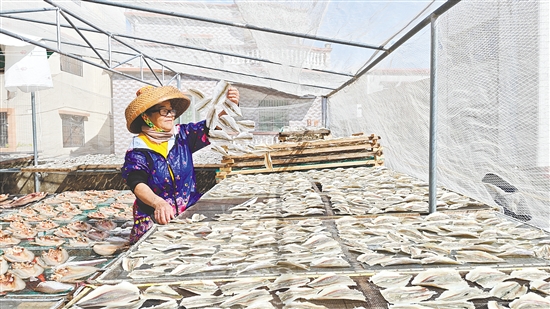 對(duì)于靠海吃海的廣海人來(lái)說(shuō)，入秋后刮起的干冽北風(fēng)，意味著制作傳統(tǒng)美味“廣海咸魚(yú)”的最佳時(shí)節(jié)到了。