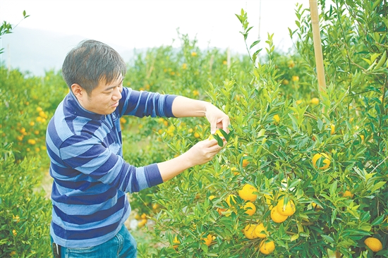 2025年新會大紅陳皮柑采摘儀式結(jié)束后，嘉賓們走進柑園體驗采摘樂趣。