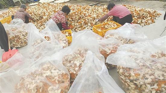 九農(nóng)果場工人們正將大紅柑皮分裝、稱重、打包，準備發(fā)貨。