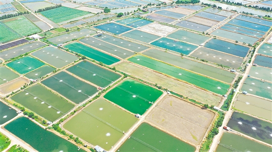 2024年大鰲鎮(zhèn)水產(chǎn)養(yǎng)殖面積約3萬畝，鮮蝦年產(chǎn)量達(dá)3萬噸，全產(chǎn)業(yè)鏈產(chǎn)值近30億元。圖為連片蝦塘。