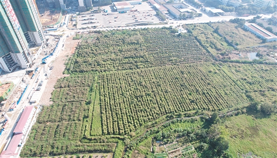 開(kāi)平33號(hào)地成交溢價(jià)率為37.4%。