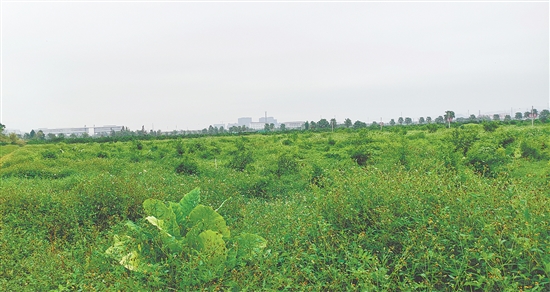 江門(mén)市JCR2025-194（新會(huì)26）號(hào)地。